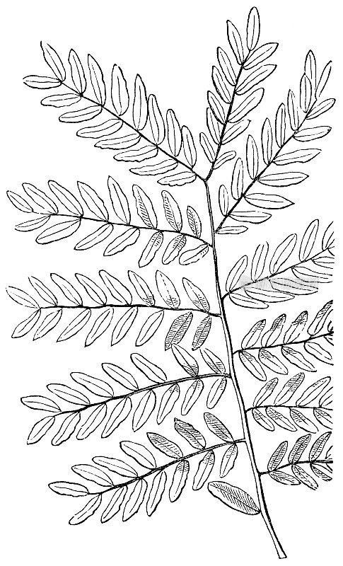 皂荚树(皂荚)枝叶- 19世纪